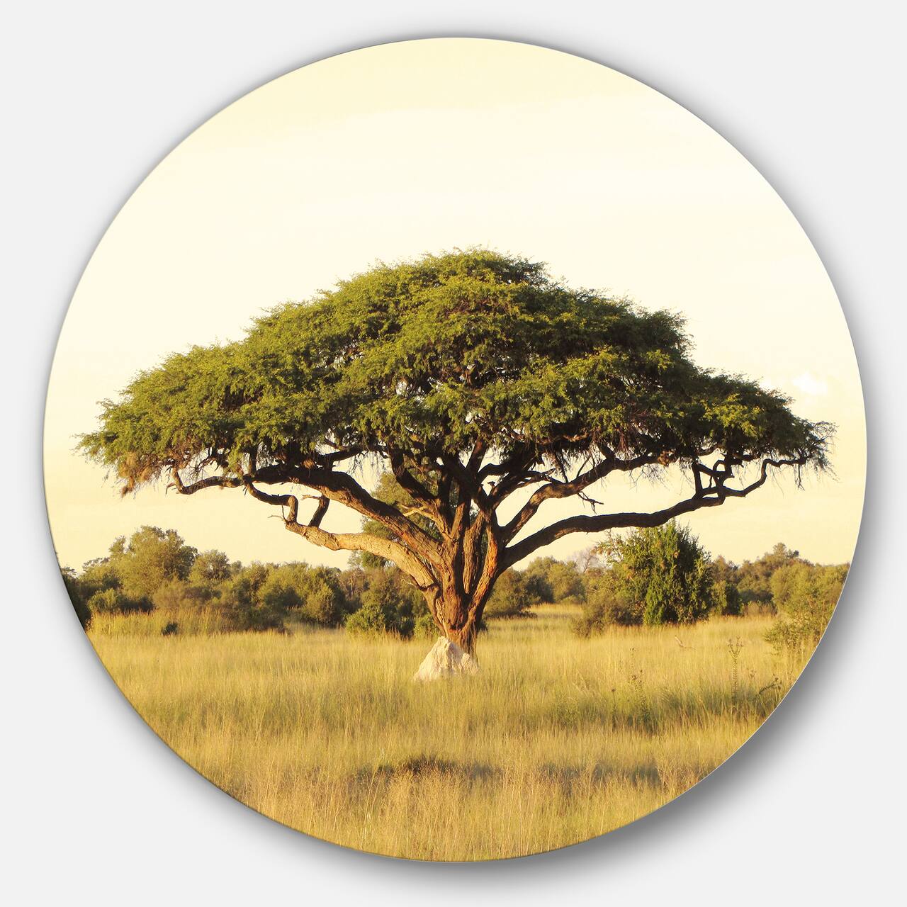 Designart - Acacia Tree on African Plain' Oversized African Landscape Metal Circle Wall Art